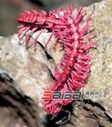 粉龍千足蟲 粉龍千足蟲