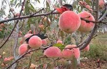 萬山[河南省滎陽市萬山]