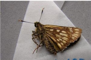 花裙陀弄蝶 花裙陀弄蝶