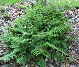 多毛鱗蓋蕨 多毛鱗蓋蕨