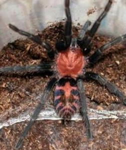 哥斯大黎加老虎尾