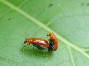 昆蟲同性戀 昆蟲同性戀