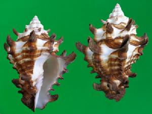 帝王拳螺 帝王拳螺