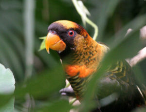煙色吸蜜鸚鵡 煙色吸蜜鸚鵡