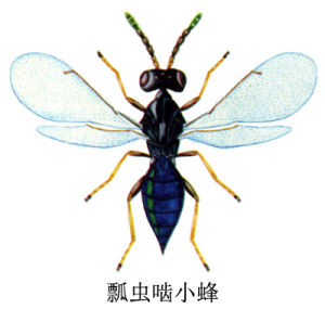 瓢蟲齧小蜂 瓢蟲齧小蜂