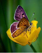 穿花蛺蝶 穿花蛺蝶