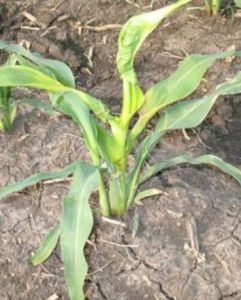 玉米藥害 玉米藥害