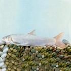 裂腹魚類 裂腹魚類