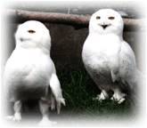 《哈里波特與魔法石》