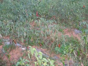 上黑山村-辣椒種植