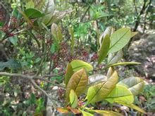 褐毛秀柱花 褐毛秀柱花
