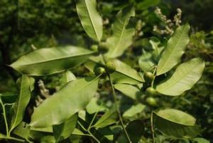 苗山冬青 苗山冬青