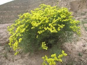 金匙葉草 金匙葉草