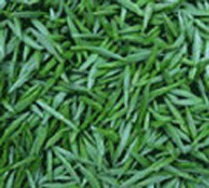 桂林毛尖茶