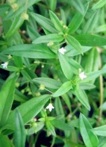 百花蛇舌草 百花蛇舌草