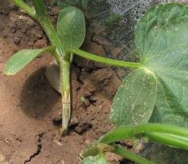 黃瓜猝倒病 黃瓜猝倒病