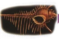 櫛棘骨螺 櫛棘骨螺