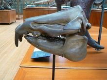 始祖象頭骨化石