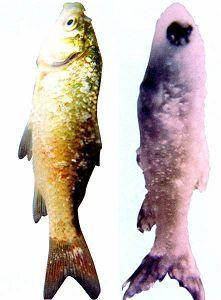 卵甲藻病 卵甲藻病