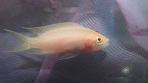 白金燕尾 白金燕尾