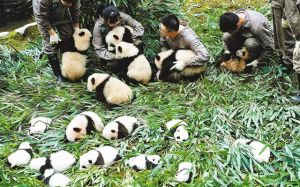 中國保護大熊貓研究中心