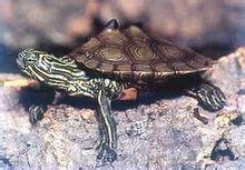 北部黑瘤地圖龜 北部黑瘤地圖龜