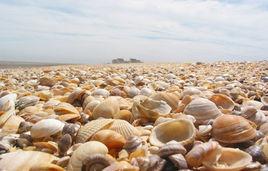 天津貝殼堤 天津貝殼堤