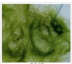 假根水綿 假根水綿