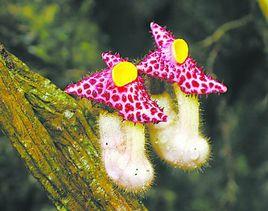 廣西馬兜鈴 廣西馬兜鈴