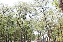 黃戈莊村[山東即墨市移風店鎮黃戈莊村]