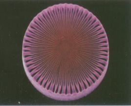 復大孢子 復大孢子