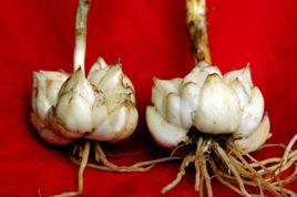 漫水河百合 漫水河百合