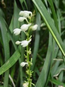 花葶烏閒 花葶烏閒