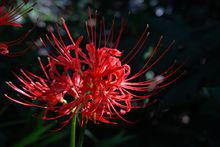 曼珠沙華[石蒜科植物]