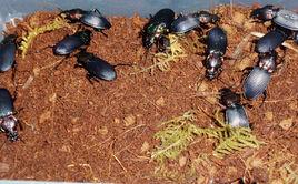 大劫步甲 大劫步甲