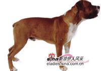 美洲鬥牛犬 美洲鬥牛犬