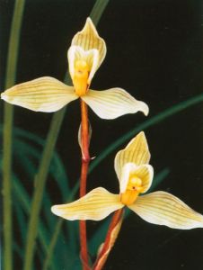 鵝頭奇花 鵝頭奇花