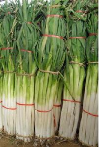 章丘大蔥 章丘大蔥