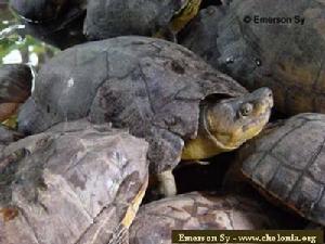 雷島粗頸龜 雷島粗頸龜