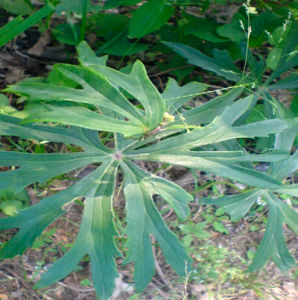 高山兔兒傘 高山兔兒傘