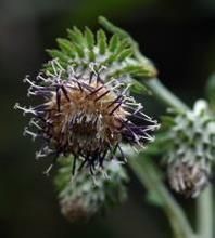 大葉風毛菊 大葉風毛菊