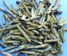 節節草[木賊科木賊屬植物]