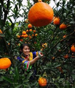 古藺馬蹄椪柑 古藺馬蹄椪柑