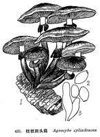 柱狀田頭菇 柱狀田頭菇