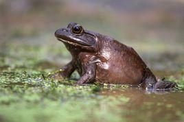 美國牛蛙 美國牛蛙