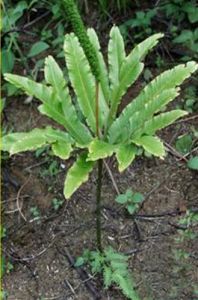 大葉入地蜈蚣 大葉入地蜈蚣