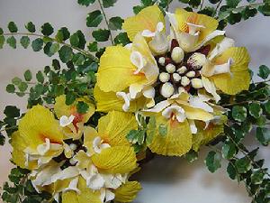 九翅豆蔻 九翅豆蔻