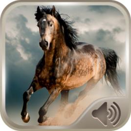 馬的聲音 馬的聲音