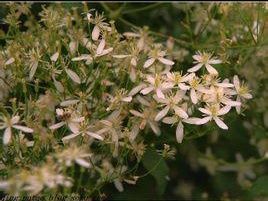 藏西鐵線蓮 藏西鐵線蓮