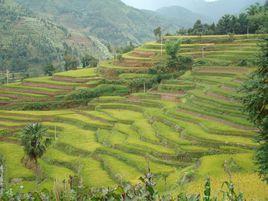 龍東村[山東省東營市龍居鎮龍東村]